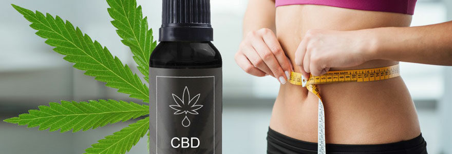 cbd perte de poids